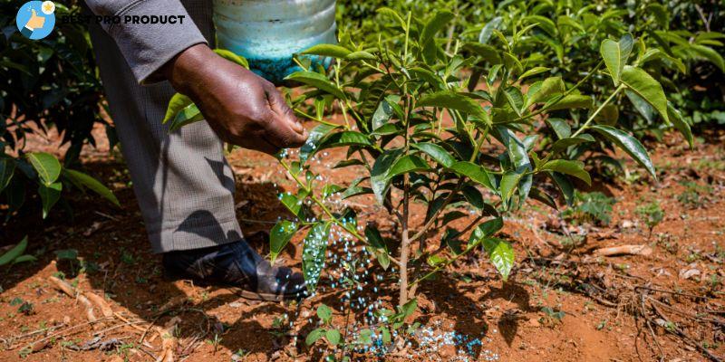 Baking Soda Use as a Fertilizer